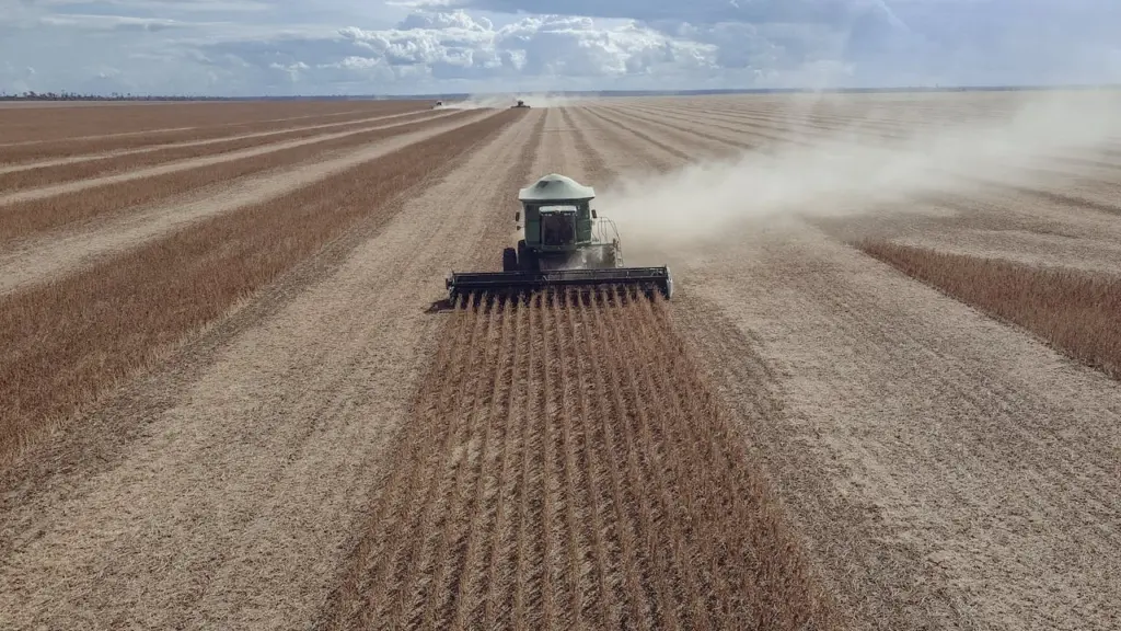 Soybeans